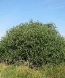 Future Forests Salix Cinerea - Grey Willow