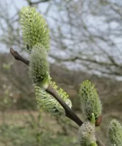 Future Forests Salix Cinerea - Grey Willow