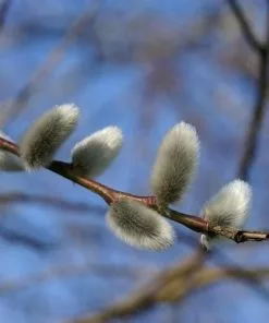 Future Forests Trees Salix Daphnoides - Violet Willow