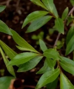 Future Forests Trees Salix Daphnoides - Violet Willow