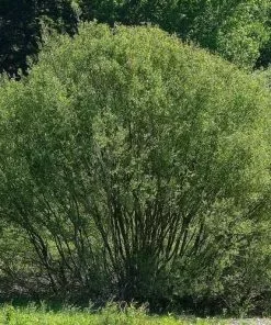 Future Forests Trees Salix Daphnoides - Violet Willow