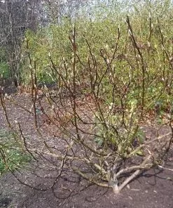 Future Forests Trees Salix Fargesii