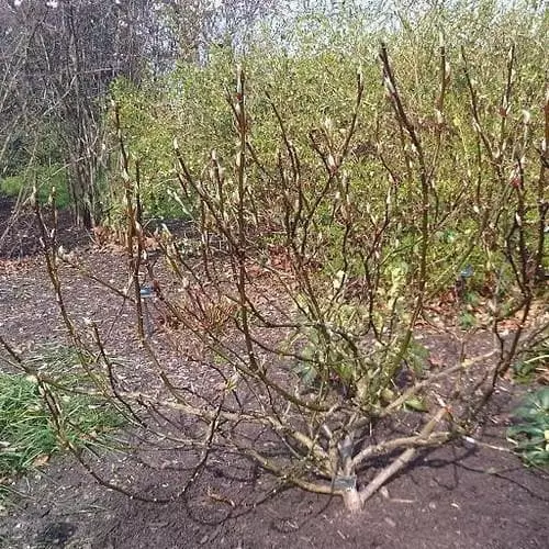 Future Forests Trees Salix Fargesii 4 Future Forests Trees Salix Fargesii