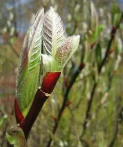 Future Forests Trees Salix Fargesii