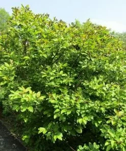 Future Forests Trees Salix Fargesii 8 Future Forests Trees Salix Fargesii