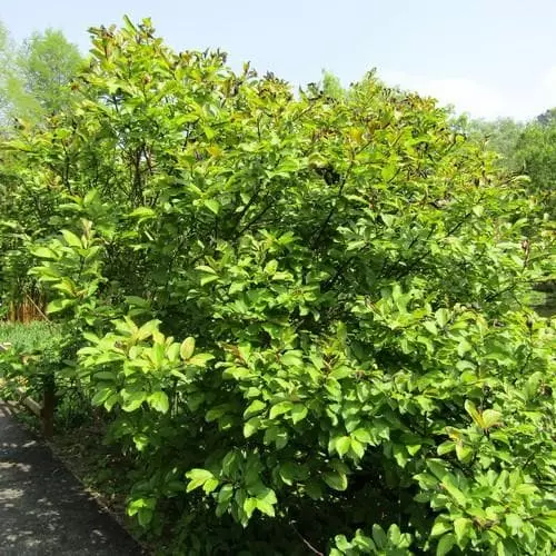 Future Forests Trees Salix Fargesii 5 Future Forests Trees Salix Fargesii