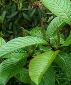 Future Forests Trees Salix Fargesii 9 Future Forests Trees Salix Fargesii