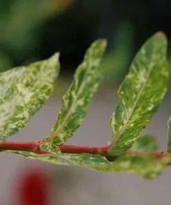 Future Forests Salix Integra Hakuro-nishiki Trees
