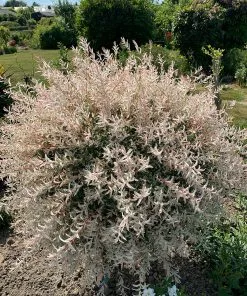 Future Forests Salix Integra Hakuro-nishiki Trees