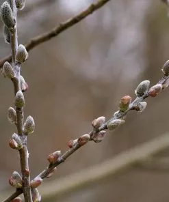 Future Forests Trees Salix Irrorata - Blue Stem Willow