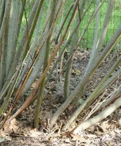 Future Forests Trees Salix Irrorata - Blue Stem Willow