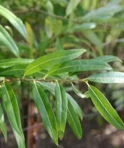 Future Forests Trees Salix Irrorata - Blue Stem Willow