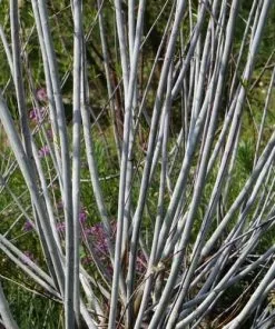 Future Forests Trees Salix Irrorata - Blue Stem Willow