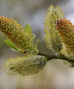 Future Forests Trees Salix Irrorata - Blue Stem Willow
