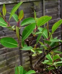 Future Forests Salix Magnifica