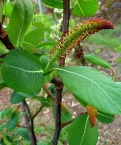 Future Forests Salix Magnifica