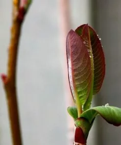 Future Forests Salix Magnifica