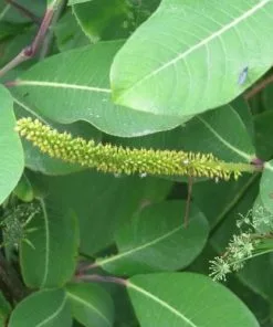 Future Forests Salix Magnifica