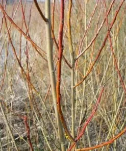 Future Forests Salix Purpurea