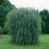 Future Forests Salix Purpurea Pendula