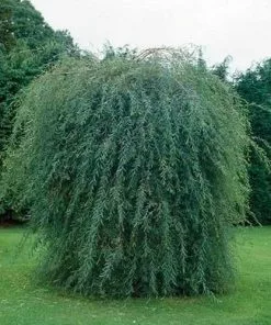 Future Forests Salix Purpurea Pendula