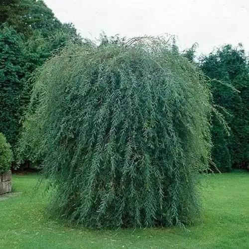 Future Forests Salix Purpurea Pendula 3 Future Forests Salix Purpurea Pendula