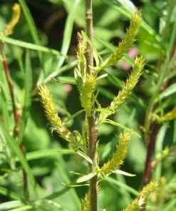 Future Forests Trees Salix Rosmarinifolia
