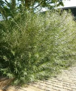 Future Forests Trees Salix Rosmarinifolia