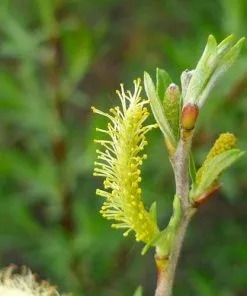 Future Forests Trees Salix Rosmarinifolia