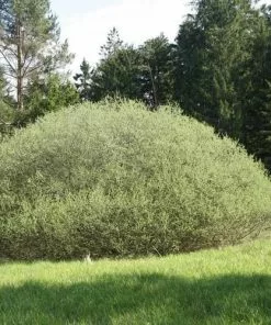 Future Forests Trees Salix Rosmarinifolia