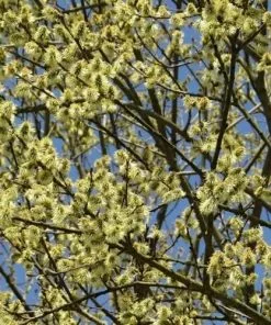 Future Forests Trees Salix Smithiana