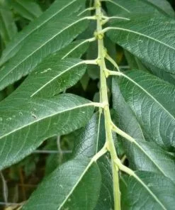 Future Forests Trees Salix Smithiana