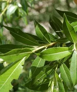 Future Forests Salix Triandra