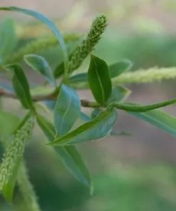 Future Forests Salix Triandra