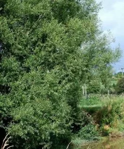 Future Forests Salix Triandra