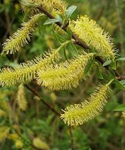 Future Forests Salix Triandra