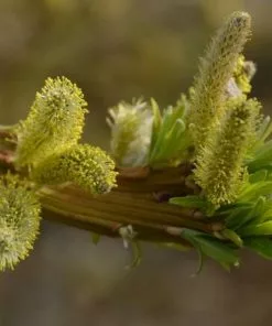 Future Forests Salix Udensis Sekka
