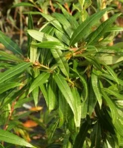 Future Forests Salix Udensis Sekka