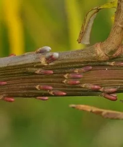 Future Forests Salix Udensis Sekka