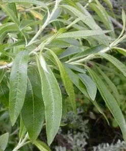 Future Forests Salix Viminalis - Common Osier