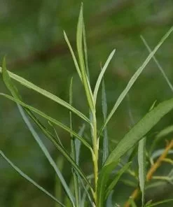 Future Forests Salix Viminalis - Common Osier