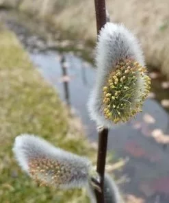 Future Forests Salix Viminalis - Common Osier