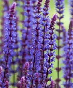 Future Forests Salvia Nemorosa Caradonna More 8 Future Forests Salvia Nemorosa Caradonna More