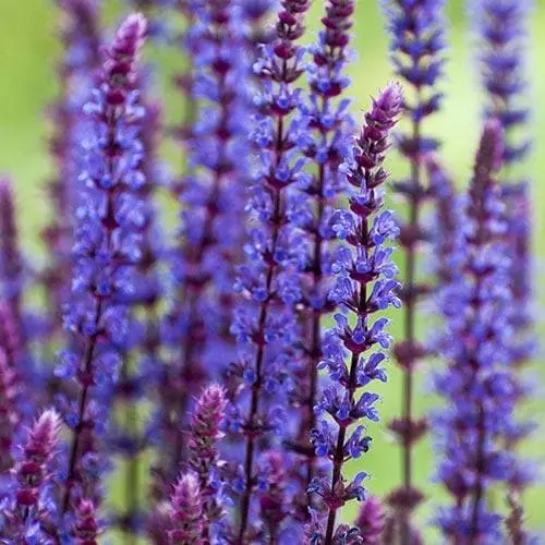 Future Forests Salvia Nemorosa Caradonna More 5 Future Forests Salvia Nemorosa Caradonna More