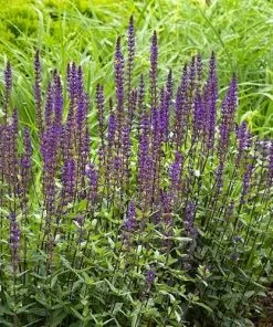 Future Forests Salvia Nemorosa Caradonna More