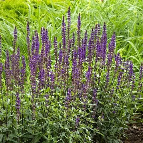 Future Forests Salvia Nemorosa Caradonna More 4 Future Forests Salvia Nemorosa Caradonna More