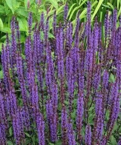 Future Forests Salvia Nemorosa Caradonna More 9 Future Forests Salvia Nemorosa Caradonna More