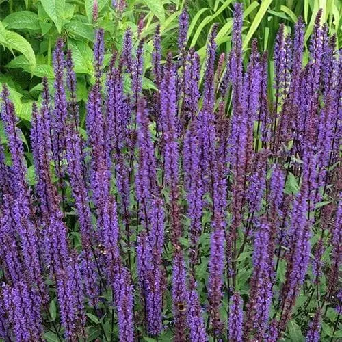 Future Forests Salvia Nemorosa Caradonna More 6 Future Forests Salvia Nemorosa Caradonna More