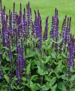 Future Forests Salvia Nemorosa Caradonna More