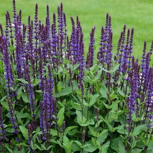 Future Forests Salvia Nemorosa Caradonna More 3 Future Forests Salvia Nemorosa Caradonna More